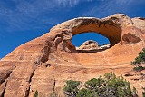 USA cedar tree arch.JPG